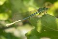 Platycnemis pennipes